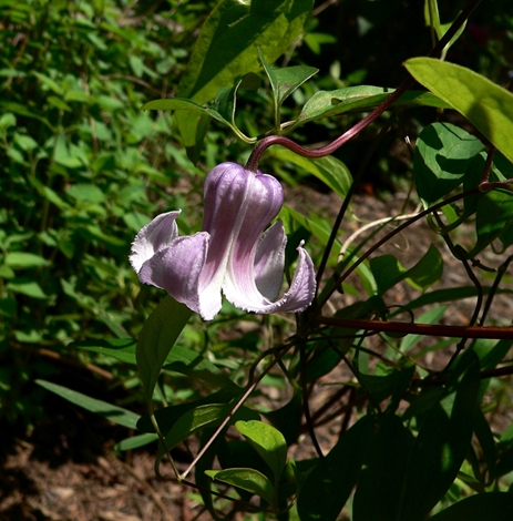 {Clematis crispa}